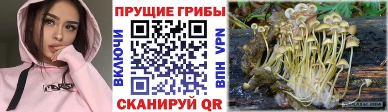 Псилоцибиновые грибы MAGIC MUSHROOMS  Купить где  Видное 